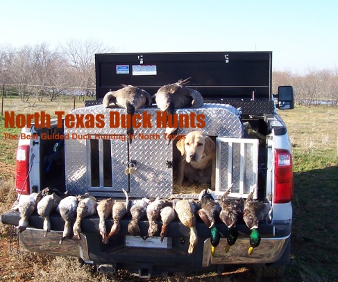 Texas Ducks